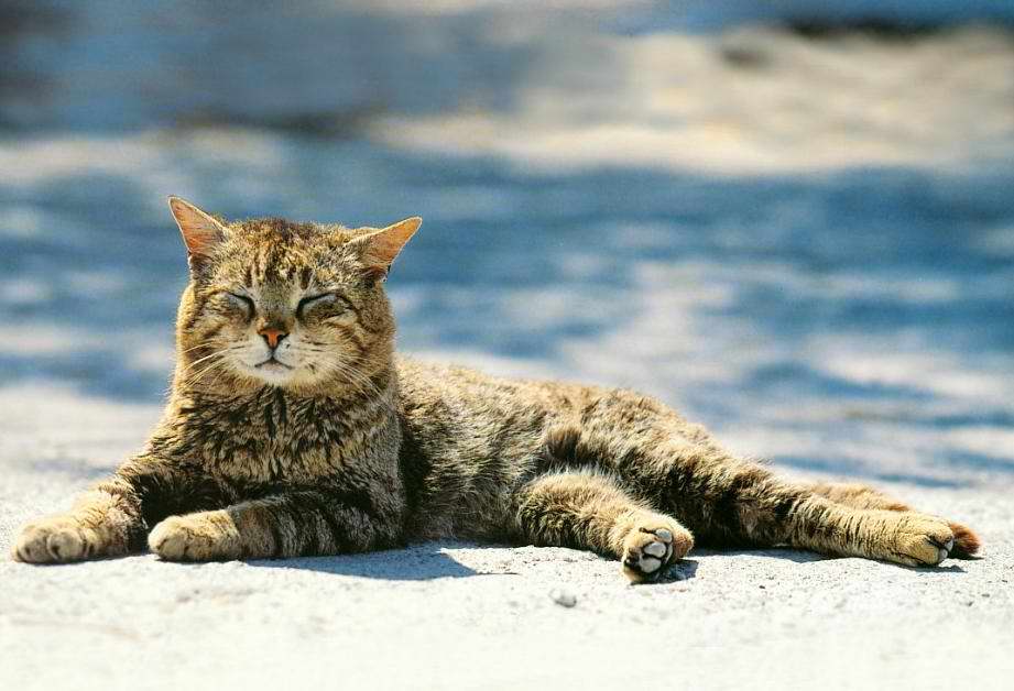 Gatti (25)